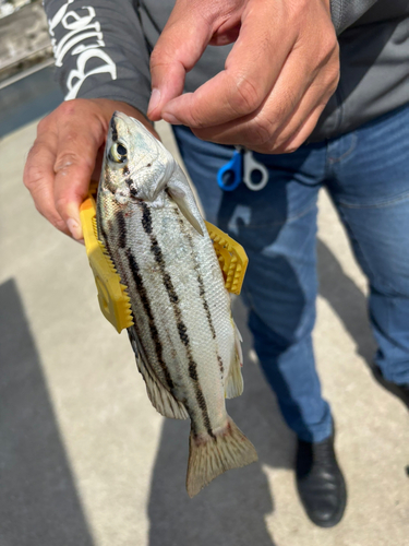 シマイサキの釣果