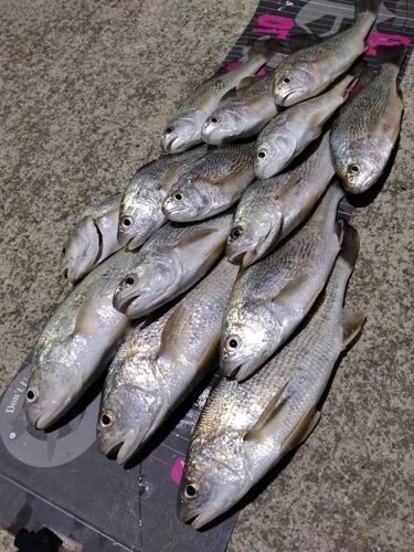 イシモチの釣果