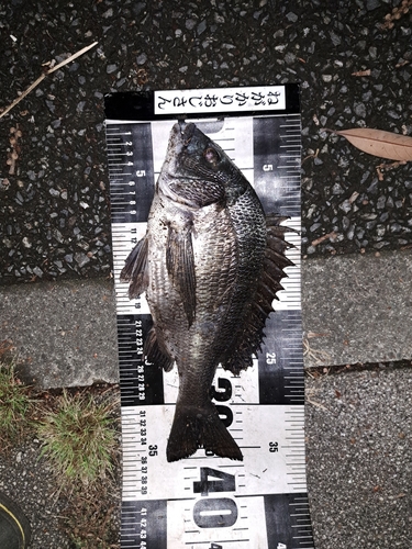 クロダイの釣果