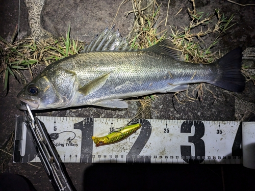 シーバスの釣果