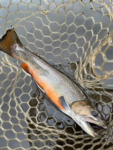 ブルックトラウトの釣果