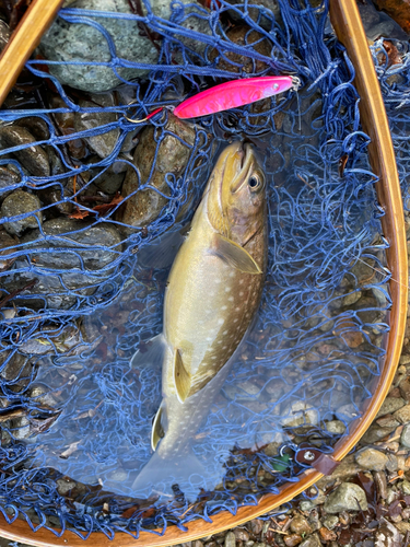 アメマスの釣果