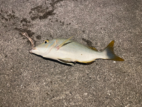 タマンの釣果