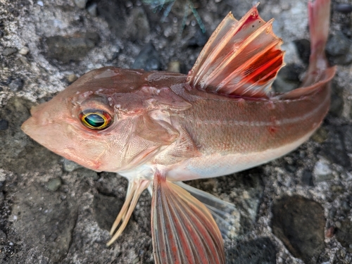 カナガシラの釣果