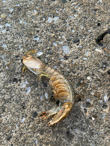 シャコの釣果