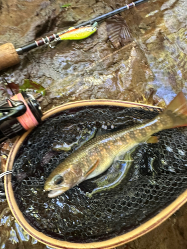 ニッコウイワナの釣果