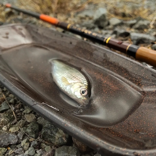 ヤリタナゴの釣果