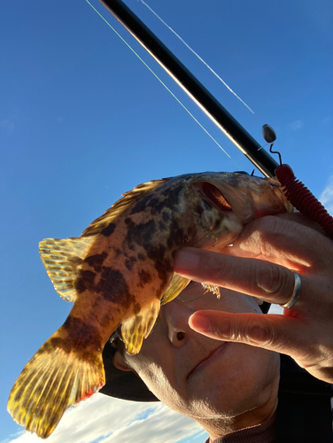 タケノコメバルの釣果