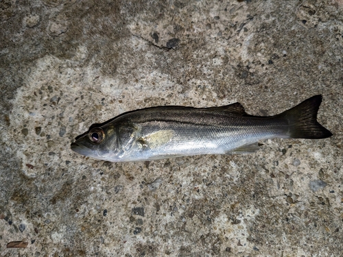 セイゴ（マルスズキ）の釣果