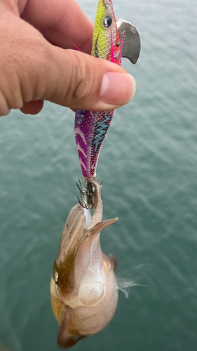 モンゴウイカの釣果