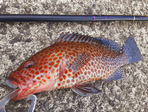 オオモンハタの釣果