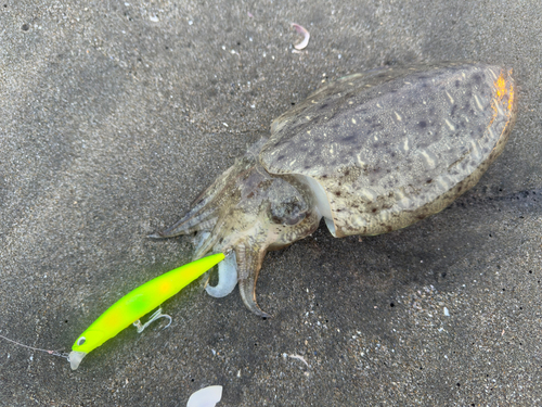 コウイカの釣果