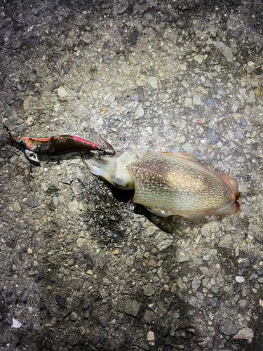 シリヤケイカの釣果