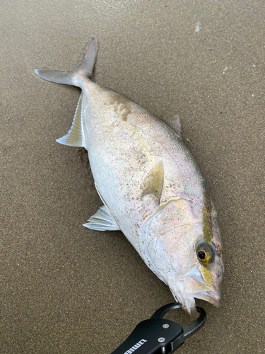 ショゴの釣果