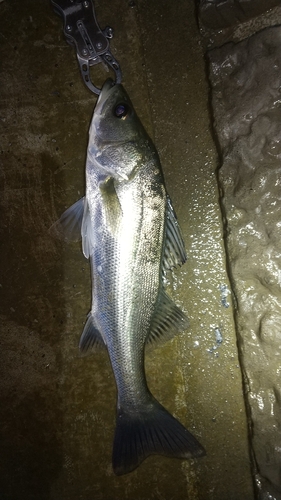 フッコ（マルスズキ）の釣果