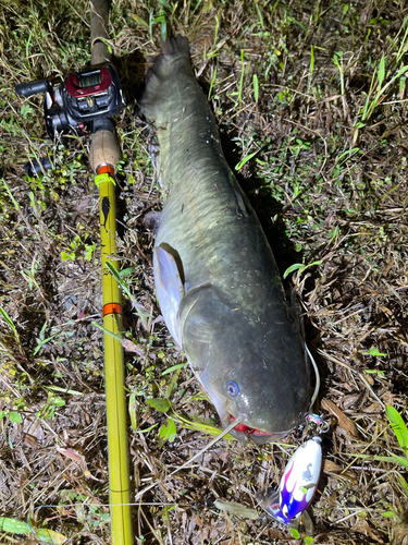 ナマズの釣果