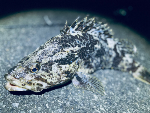 ベッコウゾイの釣果