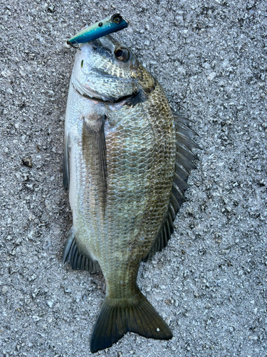 ミナミクロダイの釣果