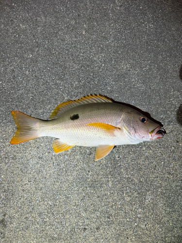 イッテンフエダイの釣果