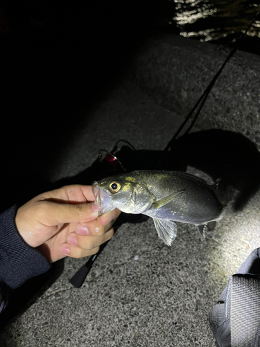 セイゴ（ヒラスズキ）の釣果