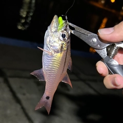 ネンブツダイの釣果