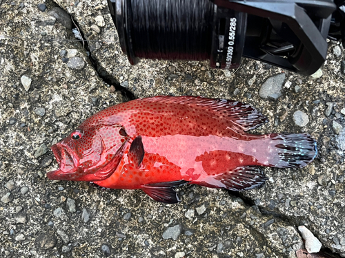 アザハタの釣果