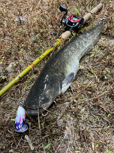 ナマズの釣果