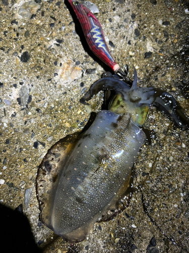 アオリイカの釣果