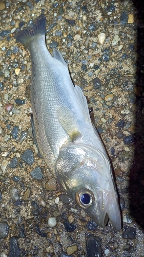 セイゴ（マルスズキ）の釣果