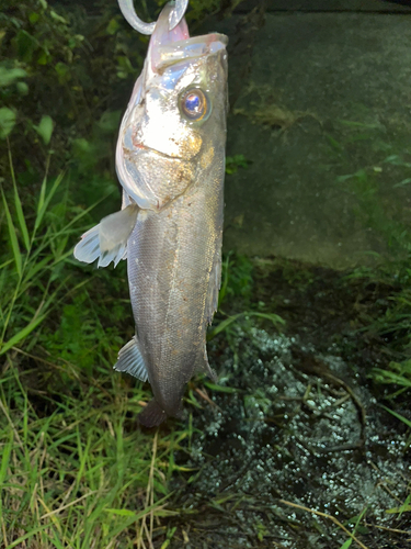 セイゴ（マルスズキ）の釣果