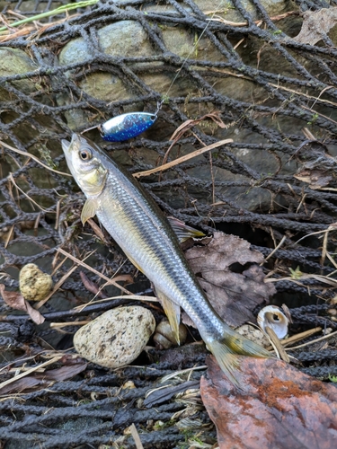 カワムツの釣果