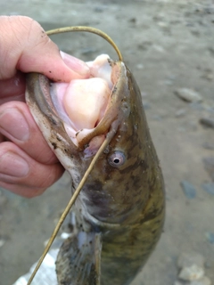 ナマズの釣果