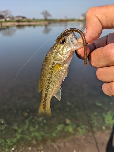 ラージマウスバスの釣果