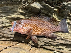 オオモンハタの釣果