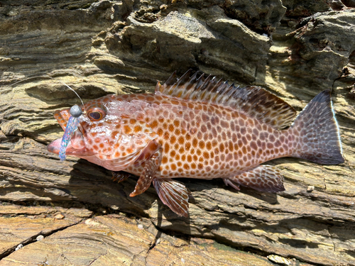 オオモンハタの釣果