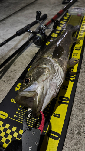 シーバスの釣果