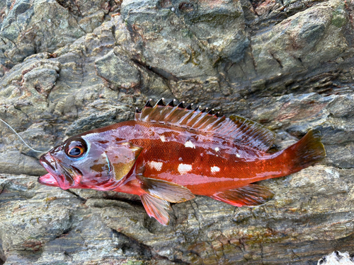 アカハタの釣果