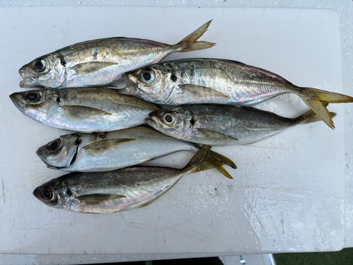 アジの釣果