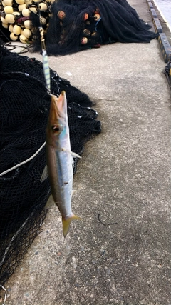 カマスの釣果