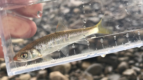 オイカワの釣果