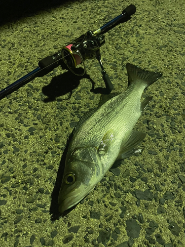 セイゴ（ヒラスズキ）の釣果