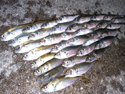 アジの釣果