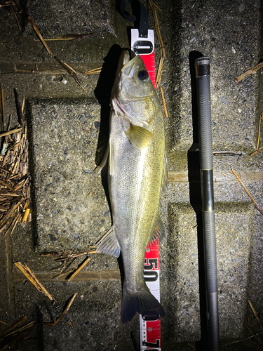 シーバスの釣果