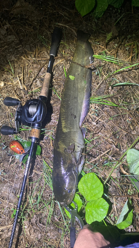 マナマズの釣果