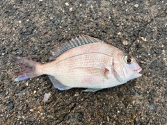 チダイの釣果