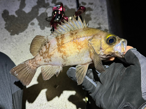 メバルの釣果