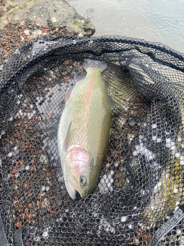 ニジマスの釣果