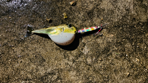 シロサバフグの釣果