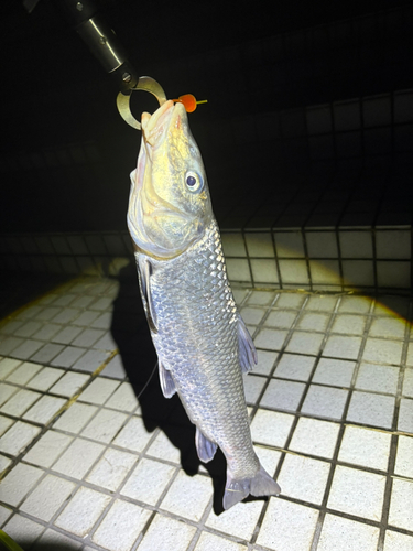 ニゴイの釣果