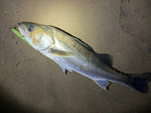 スズキの釣果